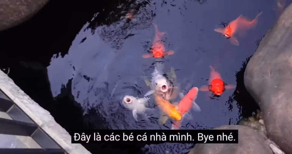 Ao chứa đầy cá Koi đắt đỏ nhà Hanbin cho thấy gia cảnh "không tầm thường" của anh chàng.