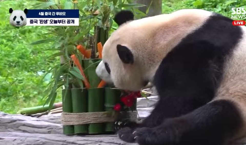 Mặc kệ việc được săn đón, "công chúa tài phiệt" giới gấu trúc chỉ tập trung thưởng thức tháp thức ăn khổng lồ được bố trí sẵn.