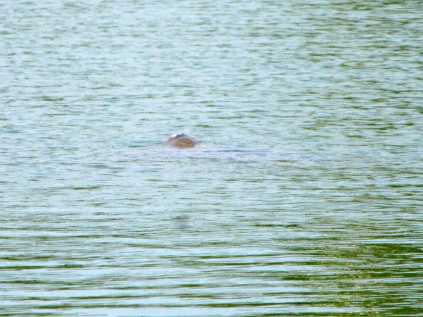 Đến gần 15 giờ chiều, cụ lặn xuống lòng hồ. Ảnh: Lãng Phong