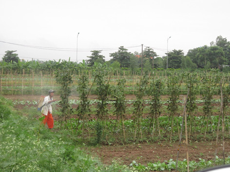 Sau khi phun thuốc bảo vệ thực vật vào chiều 26/9, người nông dân này đã không cắm biển báo phun thuốc (ảnh chụp tại cánh đồng xã Duyên Hà)