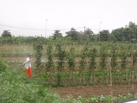 Sau khi phun thuốc bảo vệ thực vật vào chiều 26/9, người nông dân này đã không cắm biển báo phun thuốc (ảnh chụp tại cánh đồng xã Duyên Hà)