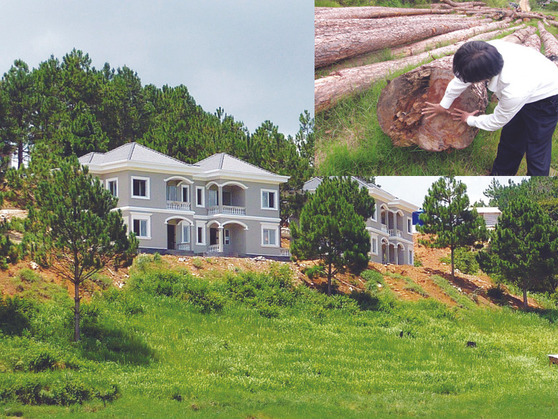 Nhiều cây thông bị triệt hạ (ảnh nhỏ) để nhường đất cho biệt thự (ảnh lớn) trong khu du lịch hồ Tuyền Lâm . Ảnh: H.P Nhiều cây thông bị triệt hạ (ảnh nhỏ) để nhường đất cho biệt thự (ảnh lớn) trong khu du lịch hồ Tuyền Lâm