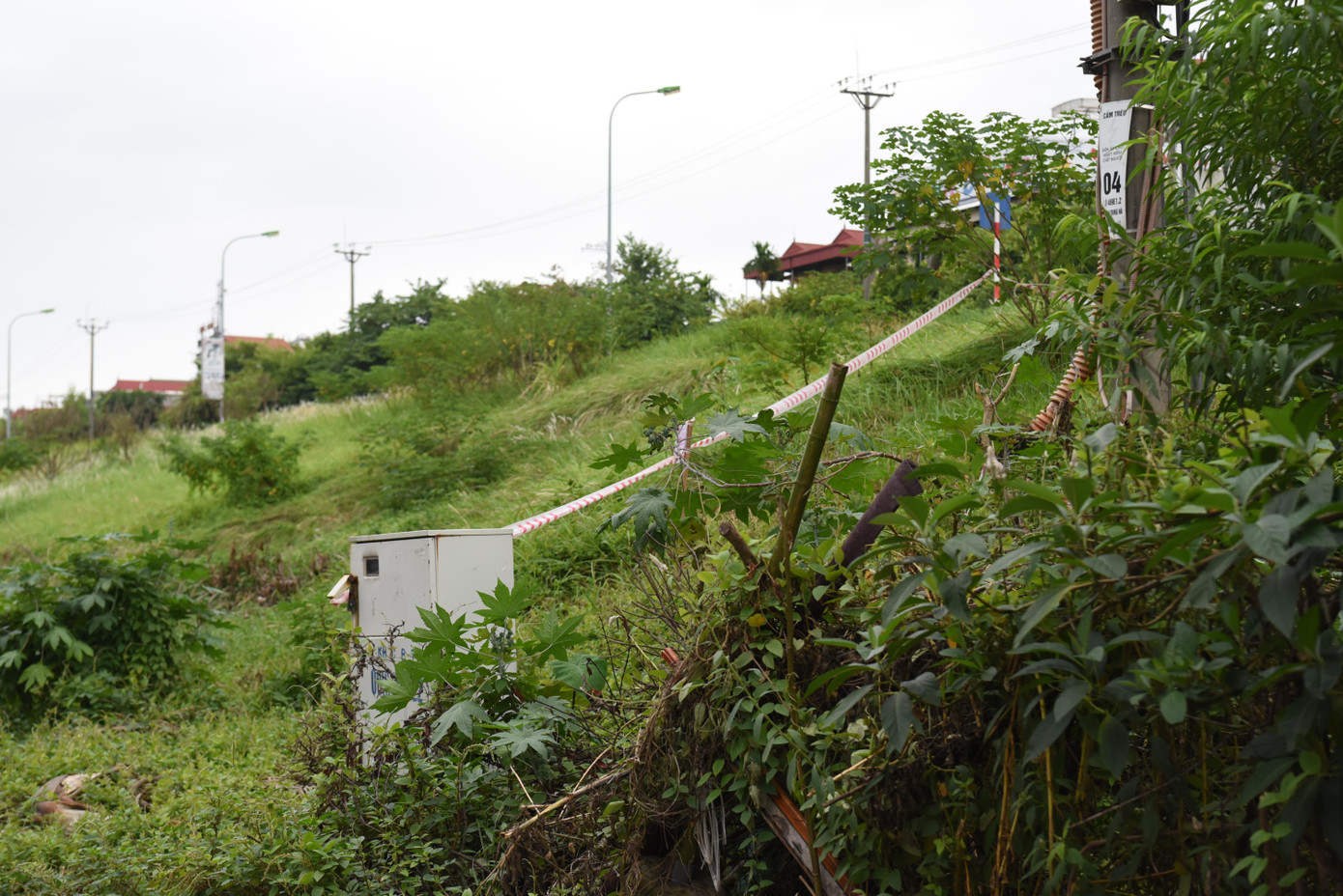 Tại tuyến đê Long Biên - Xuân Quan (địa bàn qua phường Long Biên), cỏ dại mọc cao, có nơi cao quá đầu