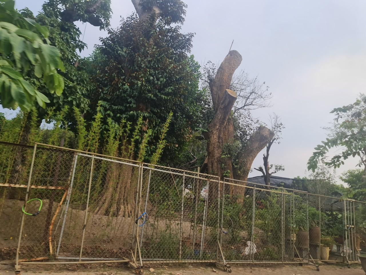 Một số khu đất nhỏ hơn được cho thuê để bán cây cảnh