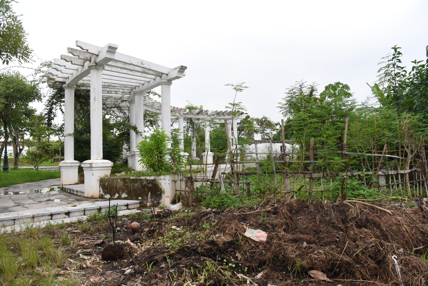 Vườn hoa Ngọc Thụy chưa được tách tỉa đúng quy định