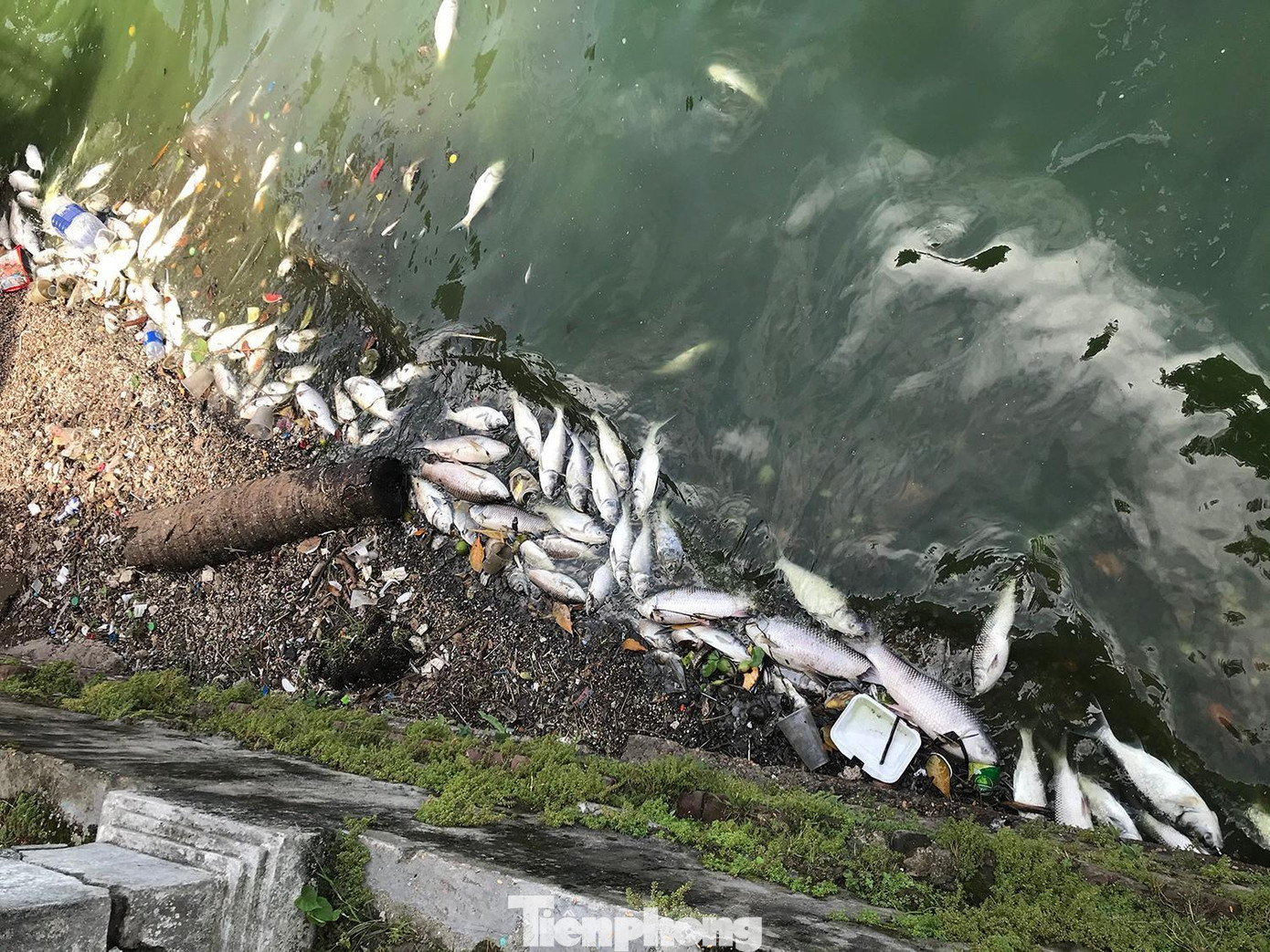 Cá chết hồ Tây đầu tháng 10. Ảnh: Trường Phong