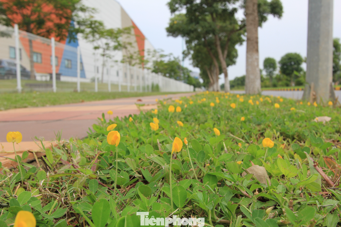 Vào mùa thu, hình ảnh vỉa hè lát gạch, gốm chìm giữa sắc vàng của hoa Hoàng Lạc mềm mại, dưới những rặng cây xanh khiến người đi đường không khỏi xao xuyến.