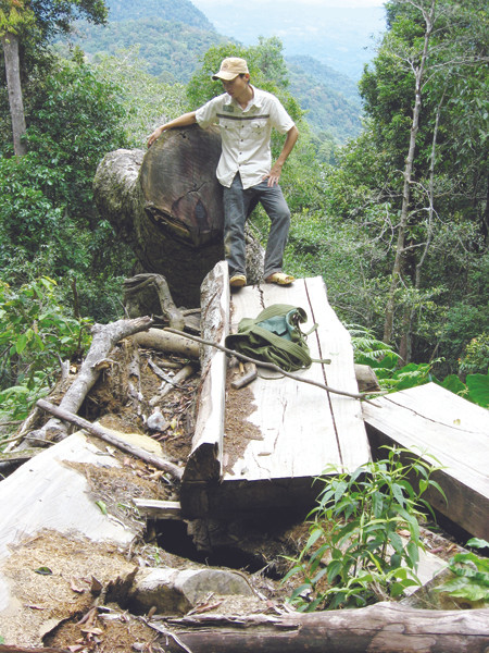 Rừng phòng hộ Sông Tranh bị tàn phá. Ảnh: Nguyễn Thành. Rừng phòng hộ Sông Tranh bị tàn phá