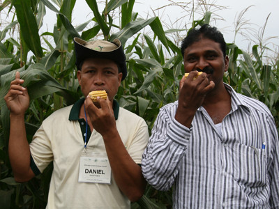 Ngô biến đổi gen tại Philippines. Ngô biến đổi gen tại Philippines