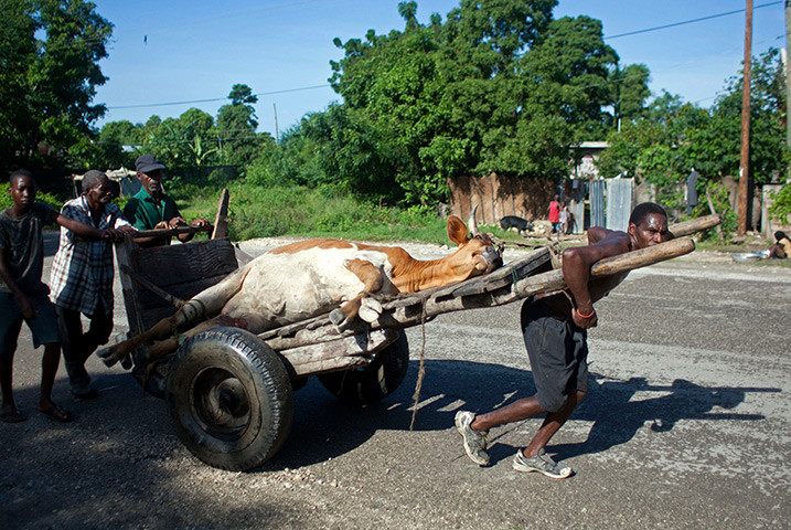 Mọi người đang chở một con bò bị chết do cơn bão Sandy ở Port-au-Prince, Haiti