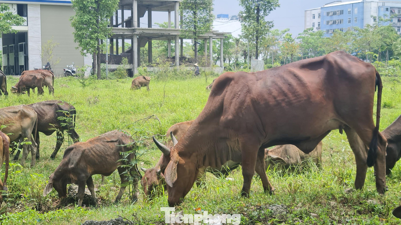 Trâu bò thong dong gặm cỏ trong khu đô thị Thanh Hà Cienco5.