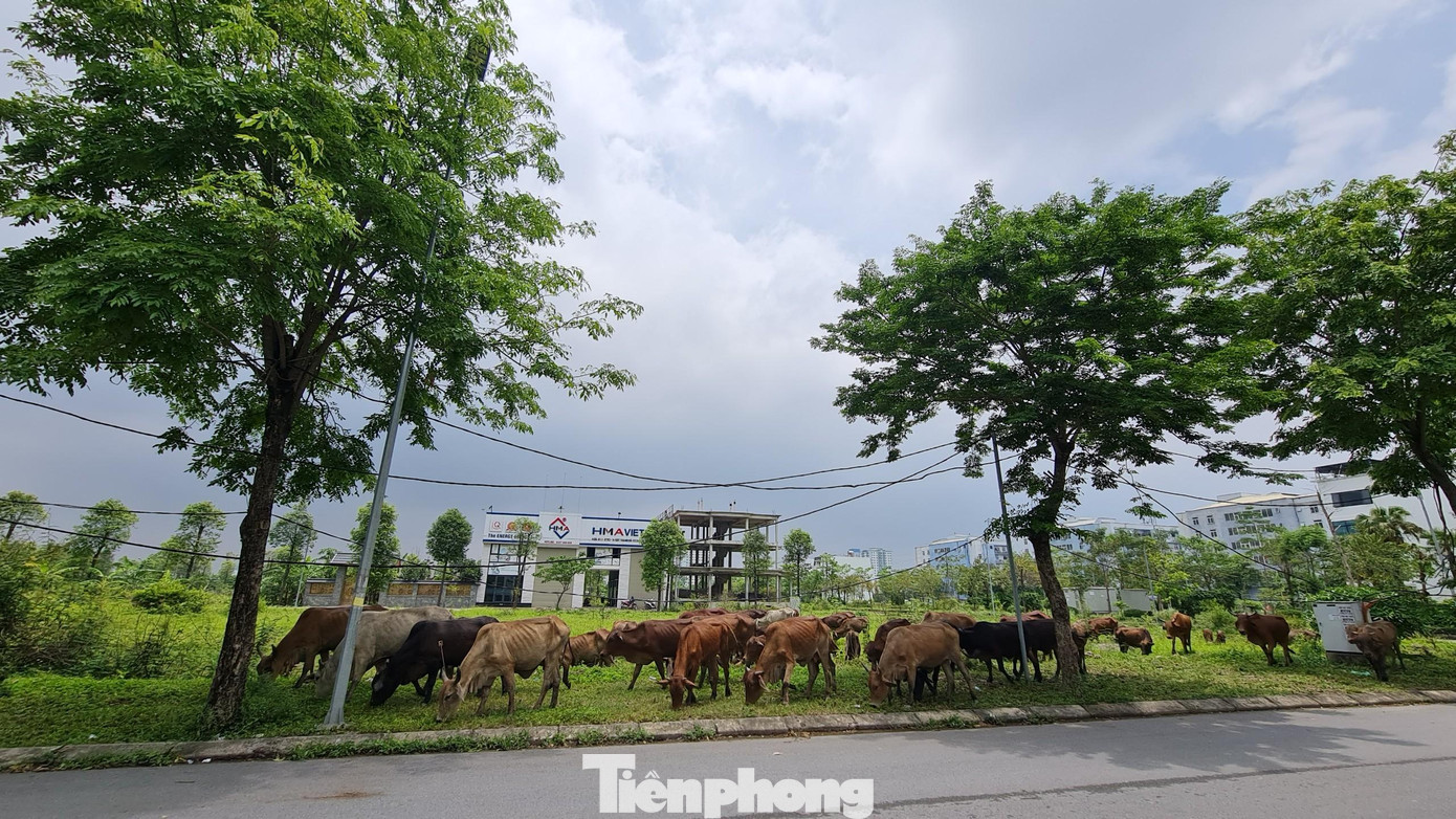Theo ghi nhận của PV, tại khu đô thị Thanh Hà ngoài những tòa chung cư đã đưa vào sử dụng thì hàng trăm ha đất trong khu đô thị vẫn bỏ hoang do chưa thể xây dựng, làm nơi chăn thả trâu bò của người dân.