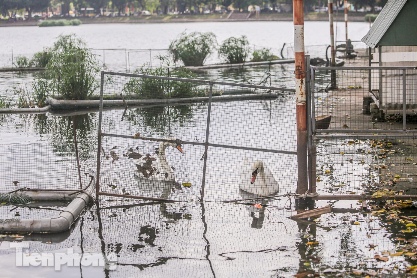 Trước đó, khi nuôi thả đã gây ra nhiều ý kiến tranh cãi vì lo sợ không phù hợp với môi trường nhiệt đới ở Việt Nam và dễ dẫn đến bệnh, chết hoặc không thể sinh sản.