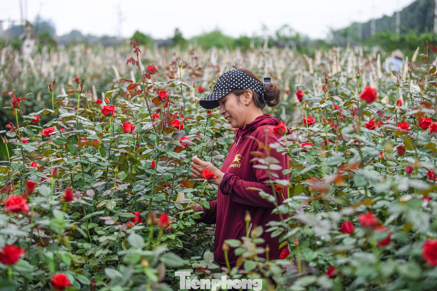 Hoa hồng là loài hoa chủ đạo cho festival hoa lần này nên được các nghệ nhân chăm sóc rất kỹ.