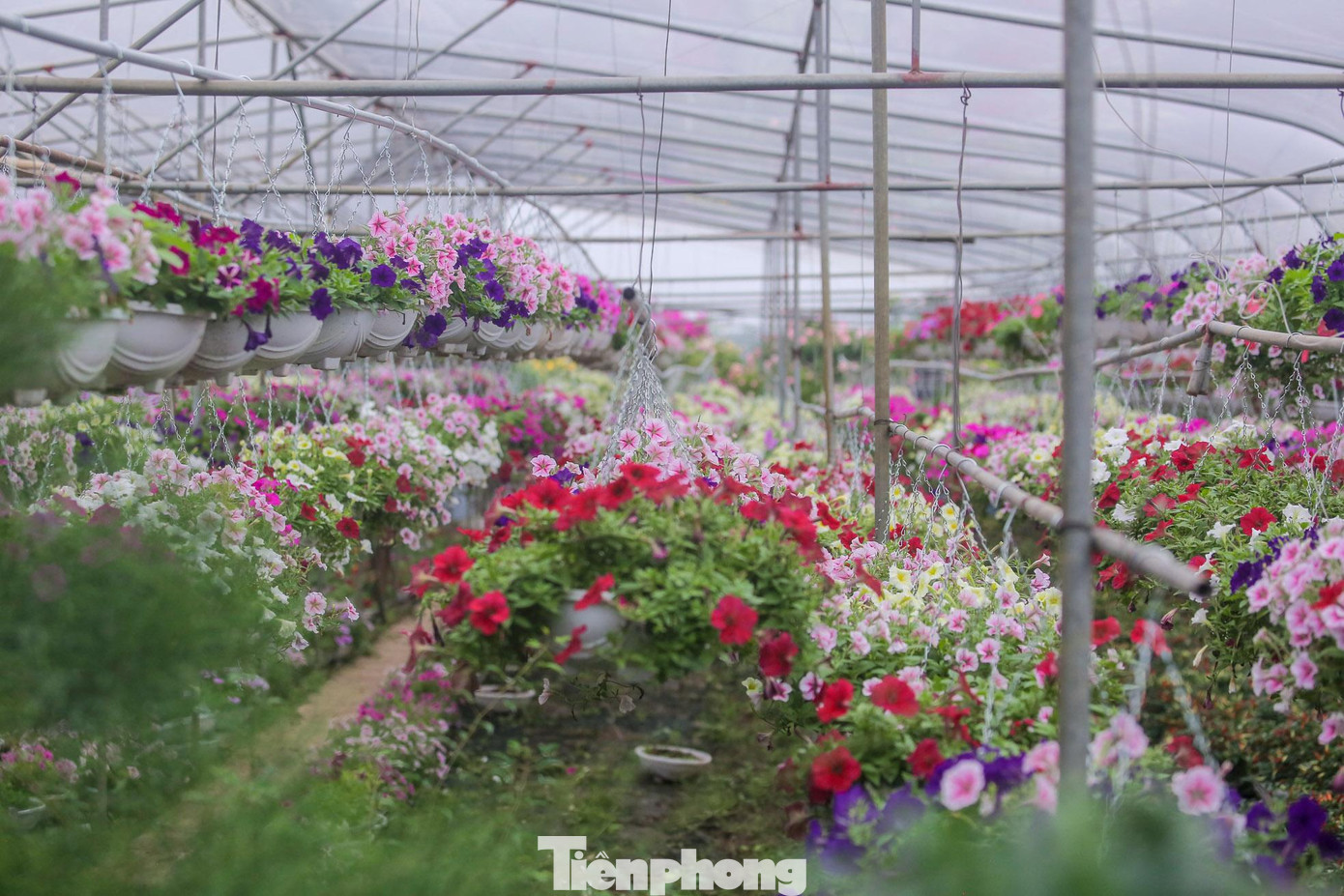 Vườn hoa hồng của ông Phạm Đức Tài (huyện Mê Linh, Hà Nội) rộng khoảng hơn 2000m2 trồng hơn 200 loài hoa hồng sẽ cung cấp khoảng 60-70% lượng hoa hồng cho festival hoa Mê Linh sắp tới.