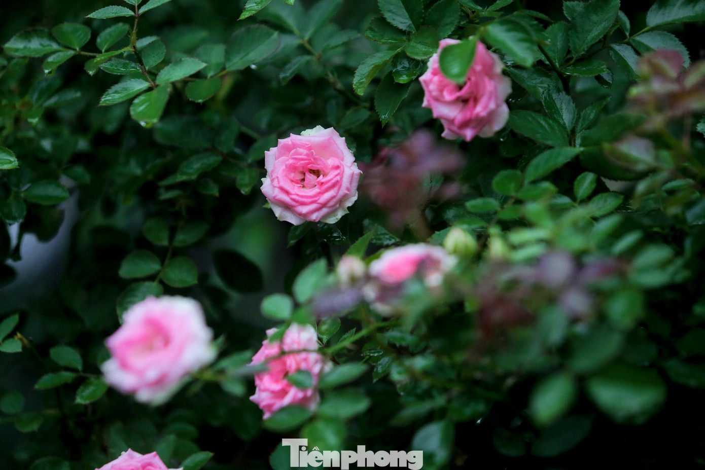 Nhiều loại hồng với hình dáng, màu sắc khác nhau sẽ được giới thiệu tại festival hoa.