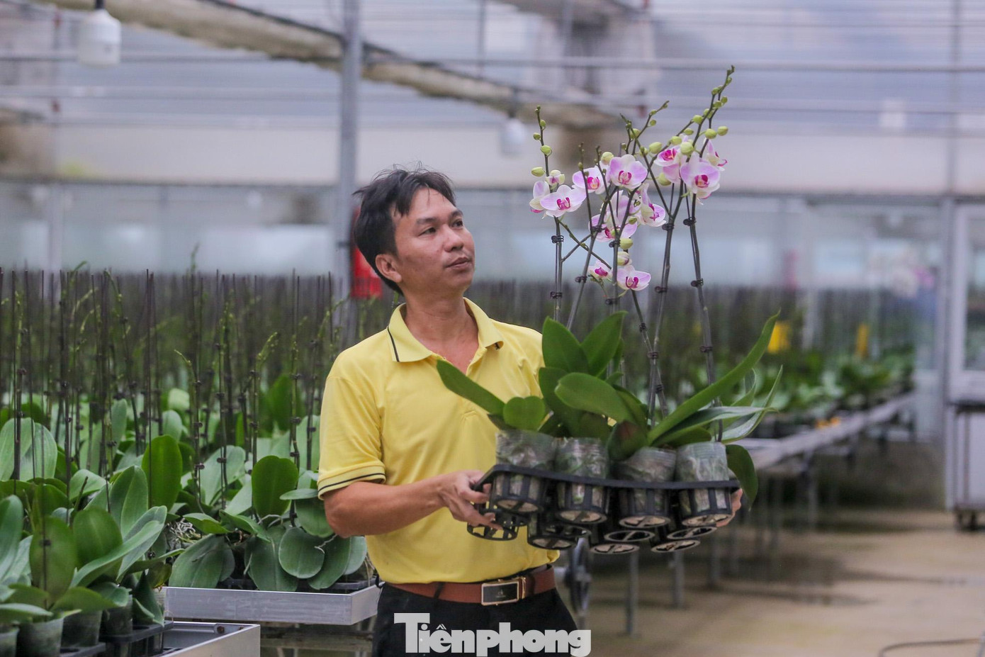 Cùng với hoa trồng trên đồng ruộng, Festival hoa Mê Linh cũng quy tụ các loại hoa được trồng ứng dụng công nghệ cao.