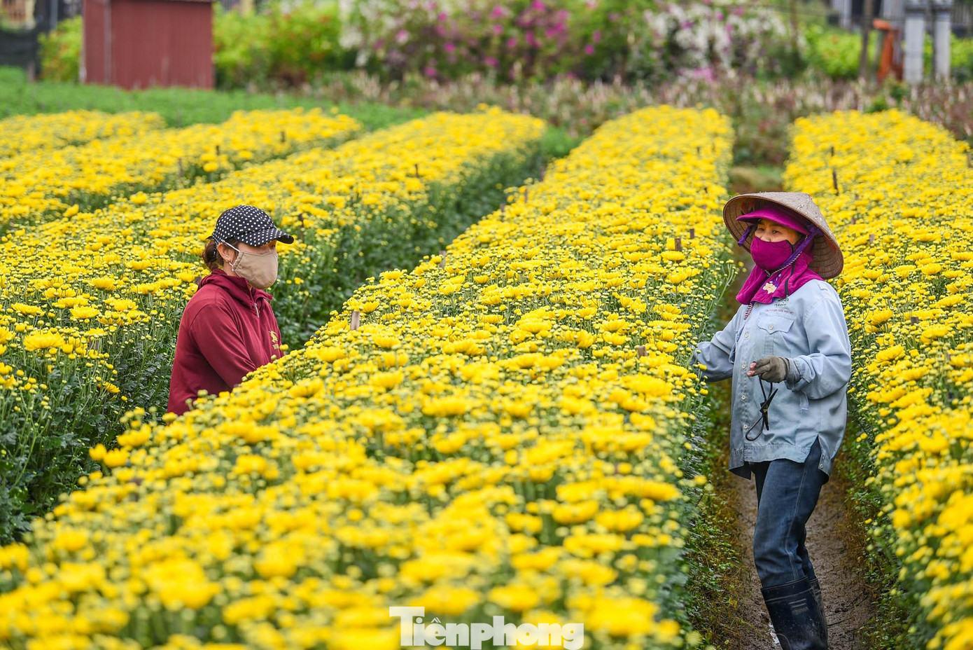Để có một festival hoa rực rỡ, các nghệ nhân trồng hoa tại đây đang tất bật vào giai đoạn cuối cùng trước khi mang sản phẩm đến với lễ hội.