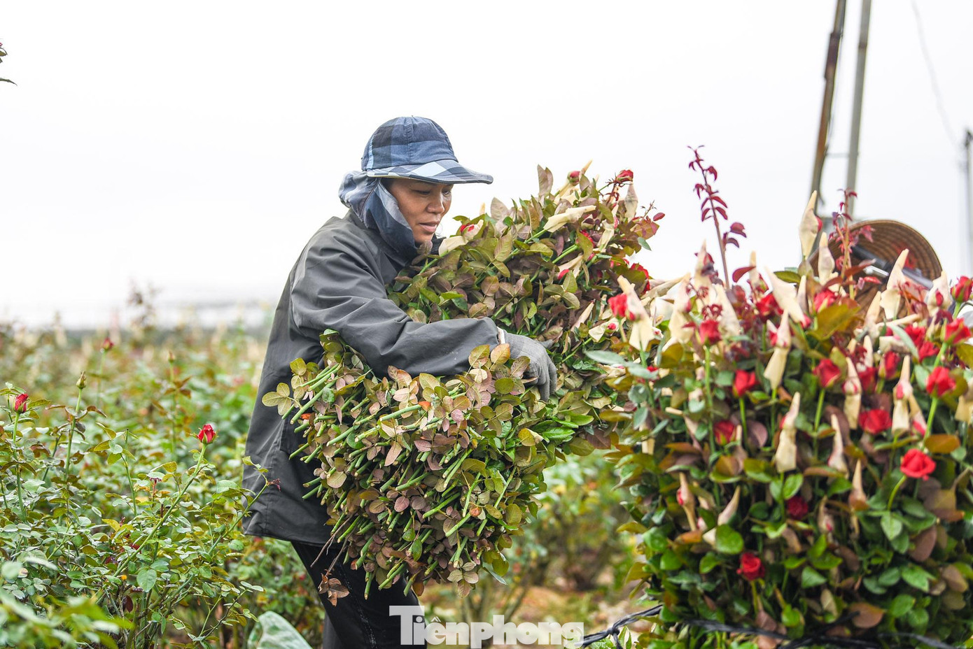 Bên cạnh đó còn có các loại hoa như cúc, diệp thảo, hướng dương... được các hộ dân chuẩn bị sẵn.