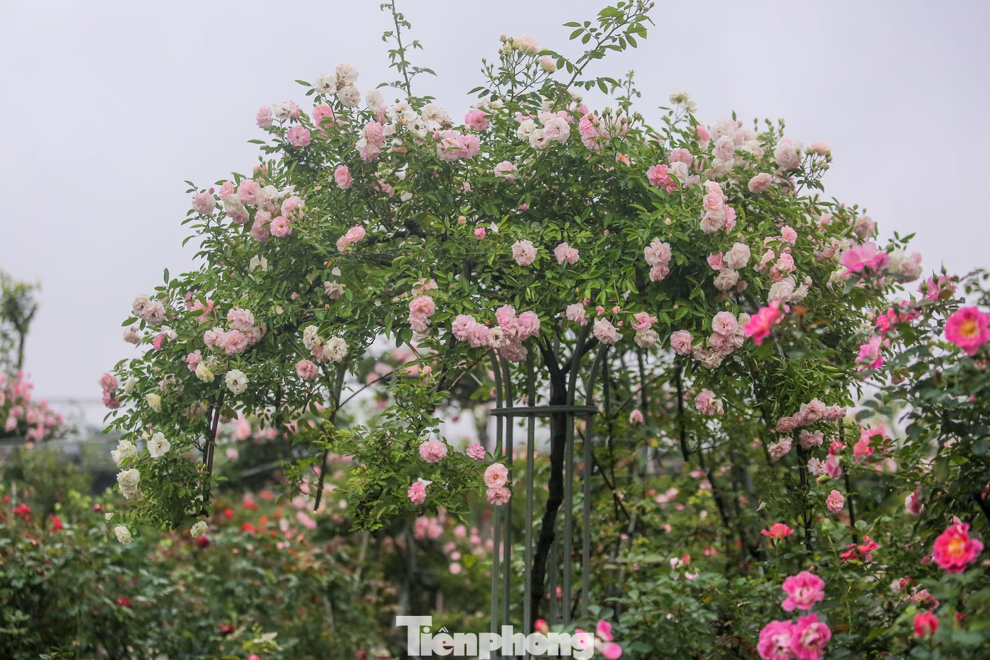 Cùng với hoa hồng cắt cành, các hộ gia đình tại Mê Linh đã chuyển sang trồng hồng thế, hồng chậu.