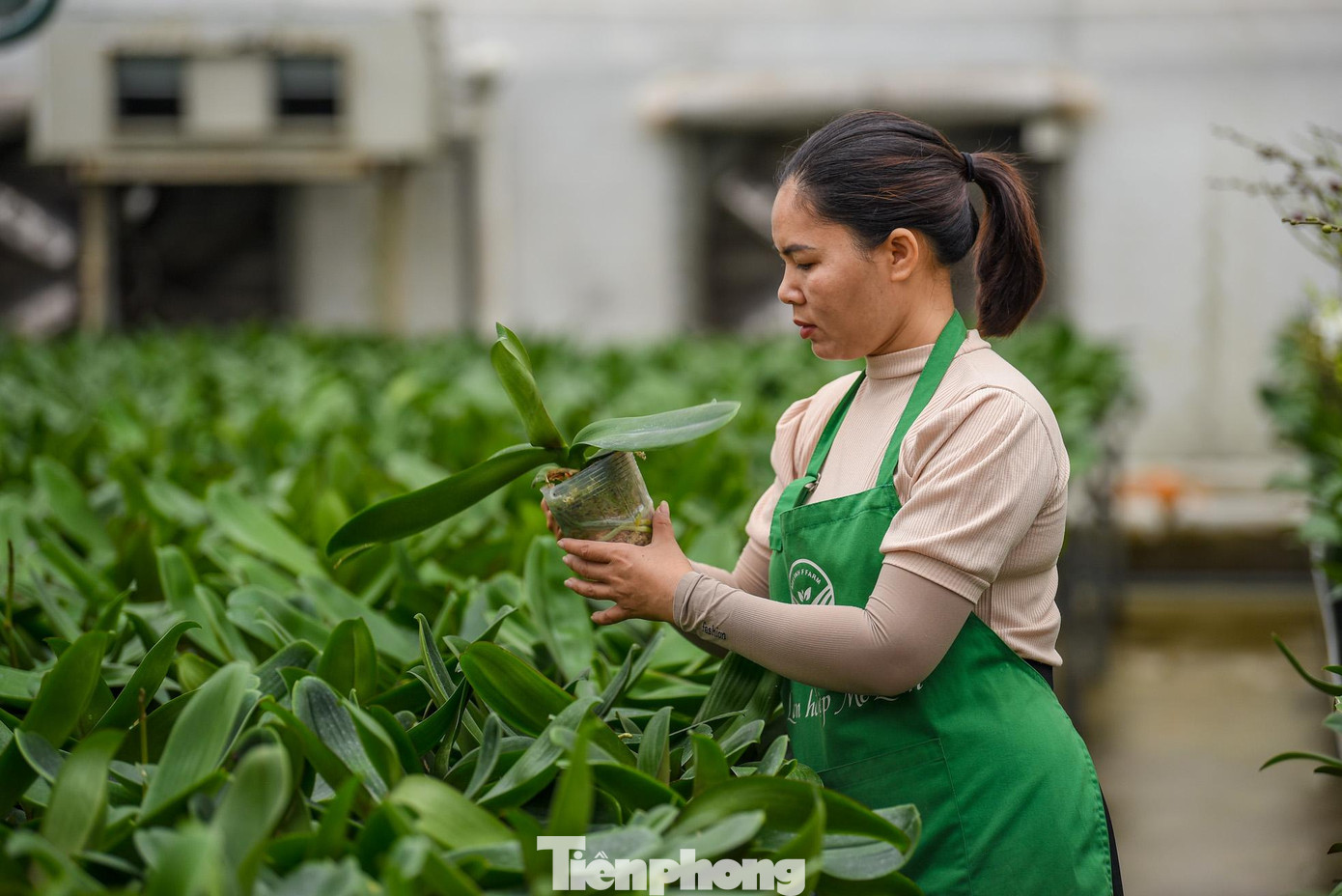"Thời tiết năm nay ấm hơn so với mọi năm , hiện tại chúng tôi sử dụng điều hòa và lưới để điều tiết nhiệt độ từ đó làm cho hoa nở đúng thời gian hơn", chị Nguyễn Thị Huyền, kỹ thuật viên tại vườn hoa lan Mê Linh chia sẻ.