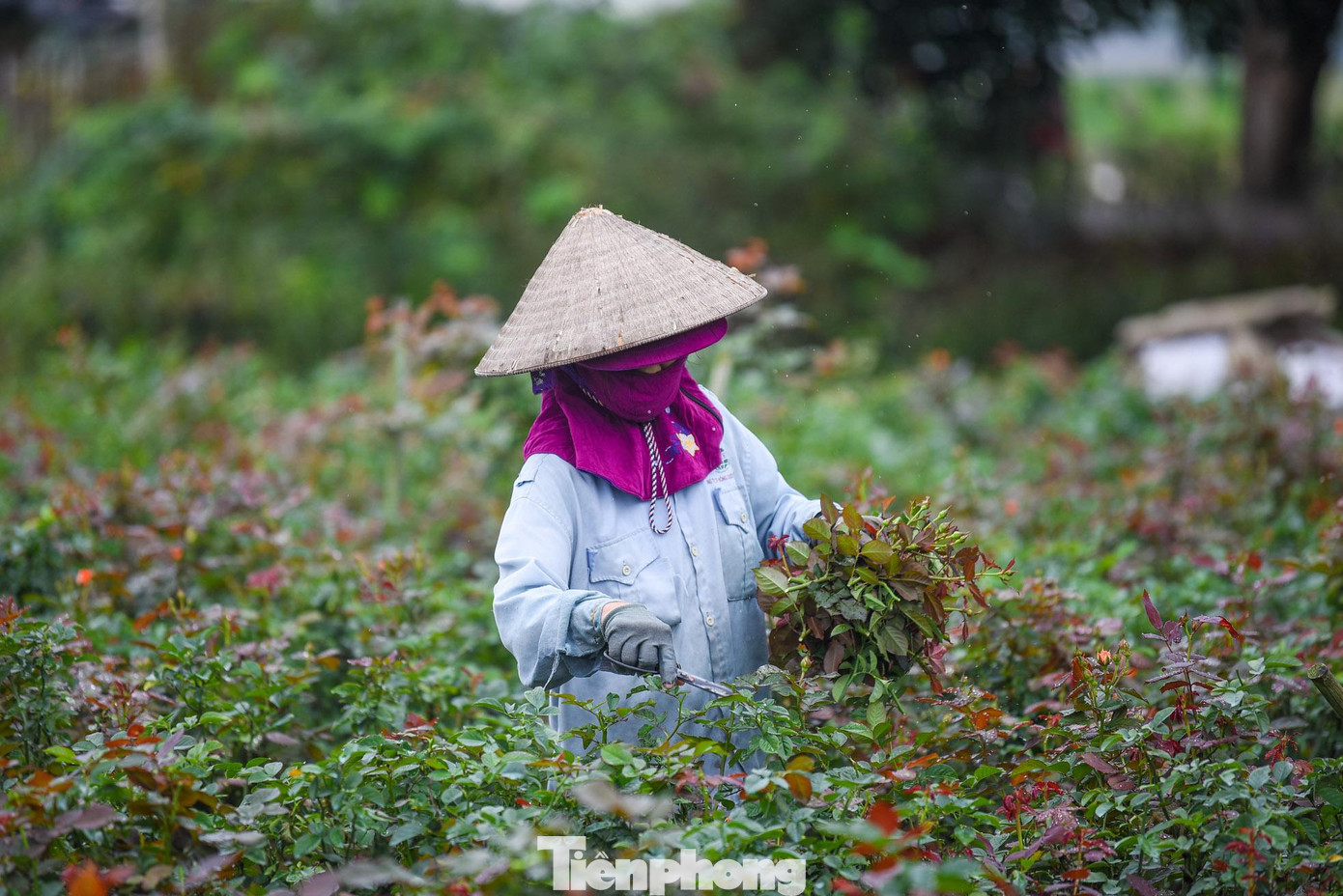 Festival hoa Mê Linh được dàn dựng trên quy mô 4.300m2 với 10 cụm nghệ thuật sắp đặt, trang trí hơn 1.000 chậu hoa tại khu vực đường kéo quân cổng Đền Hai Bà Trưng.