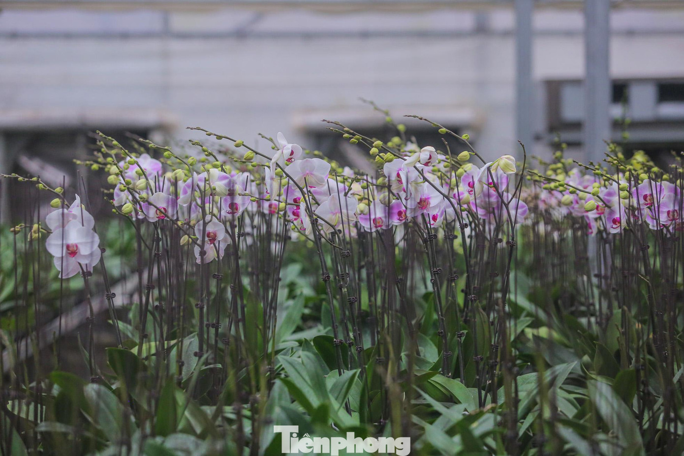 Ông Nguyễn Trọng Phan, Trưởng Phòng kinh tế huyện Mê Linh cho biết: "Cùng với lễ công bố, đón nhận huyện Mê Linh đạt chuẩn nông thôn mới, Huân chương Lao động hạng Ba và công nhận điểm du lịch di tích quốc gia đặc biệt Đền Hai Bà Trưng, huyện tổ chức một chùm hoạt động, trong đó điểm nhấn là Lễ hội hoa Mê Linh chủ đề 'Mê Linh rực rỡ sắc hoa' với sự huy động chính các nhà vườn trồng hoa tại Mê Linh".