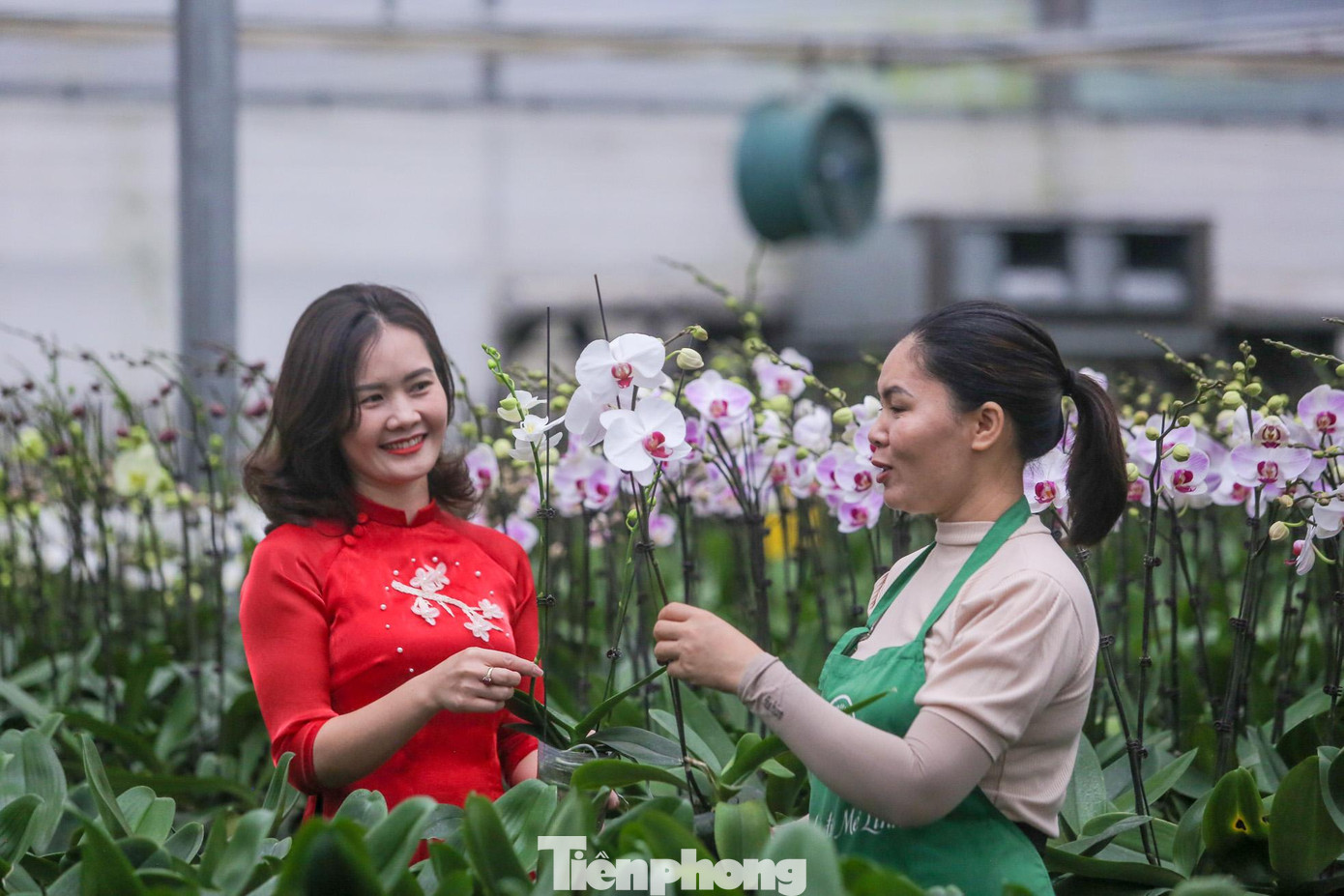 "Đây cũng là lần đầu tiên huyện Mê Linh tổ chức Chương trình Lễ hội hoa nhằm trưng bày, giới thiệu các loại hoa, sản phẩm từ hoa, cây cảnh, nghệ thuật sắp đặt, trang trí hoa, cây cảnh của các nghệ nhân trồng hoa huyện Mê Linh tới các người dân, du khách thập phương tới dự", ông Phan nói thêm.