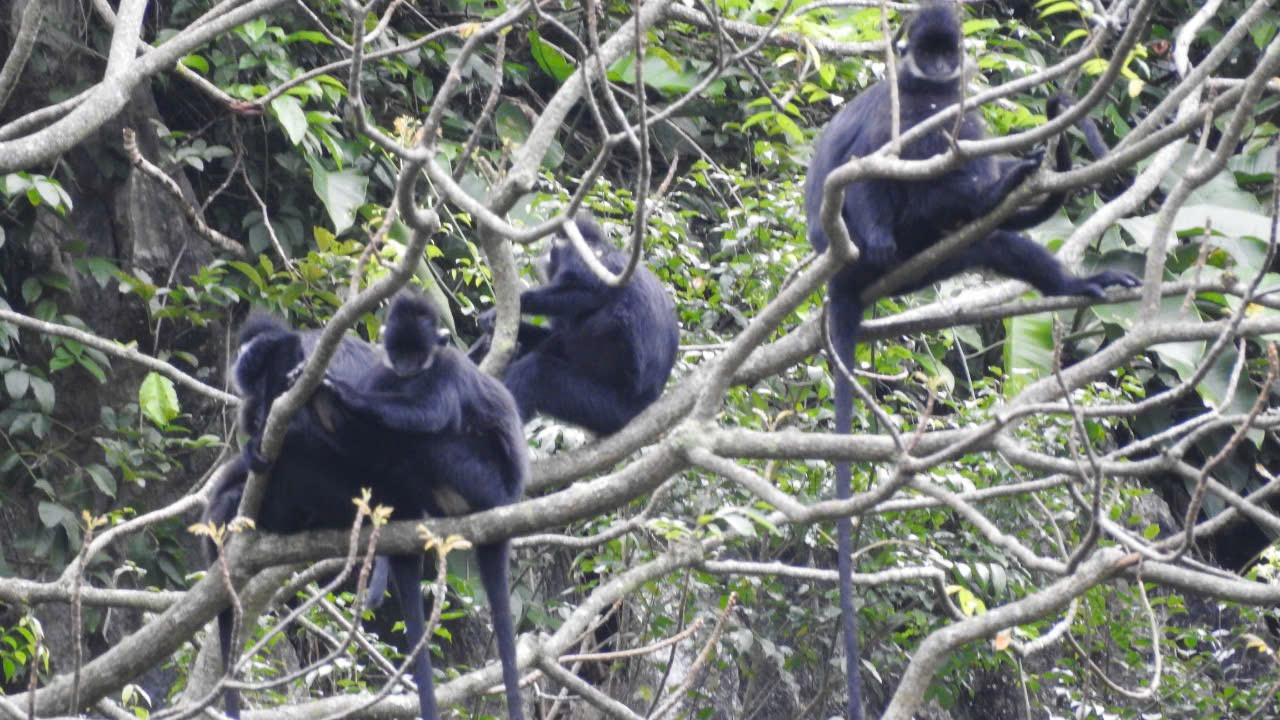 Nhờ bảo vệ tốt, voọc gáy trắng sinh sôi nhiều ở Vườn quốc gia Phong Nha - Kẻ Bàng.