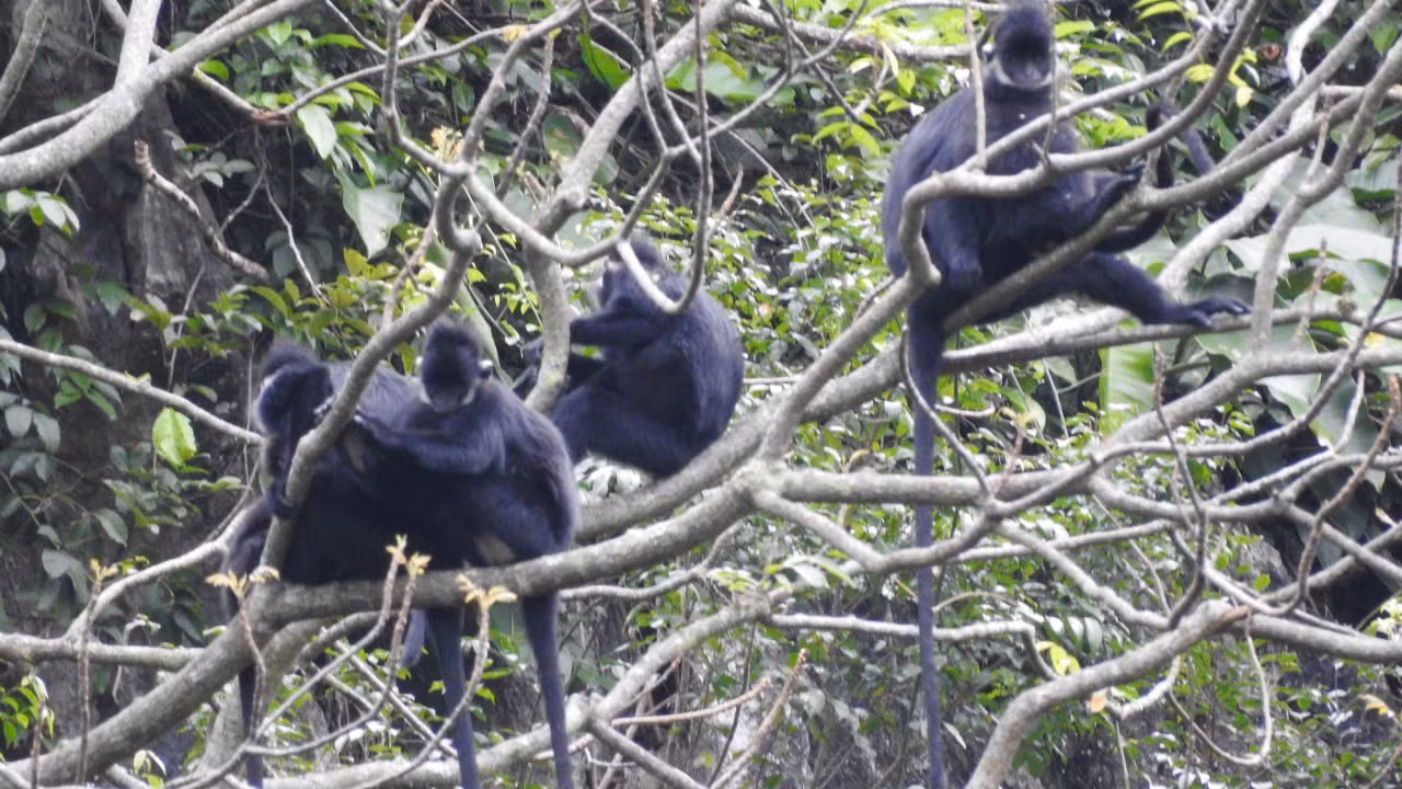 Nhờ bảo vệ tốt, voọc gáy trắng sinh sôi nhiều ở Vườn quốc gia Phong Nha - Kẻ Bàng.