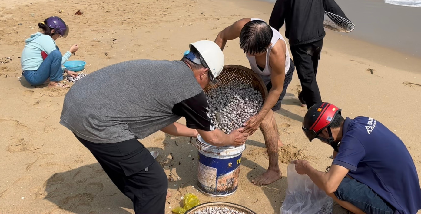 Người dân tập trung thành từng nhóm, sử dụng các loại vợt lưới, rổ, xô chậu, bao tải… để vớt sò. Nhiều nhất là các loại sò lông, sò huyết, sò bung, vẹm xanh...