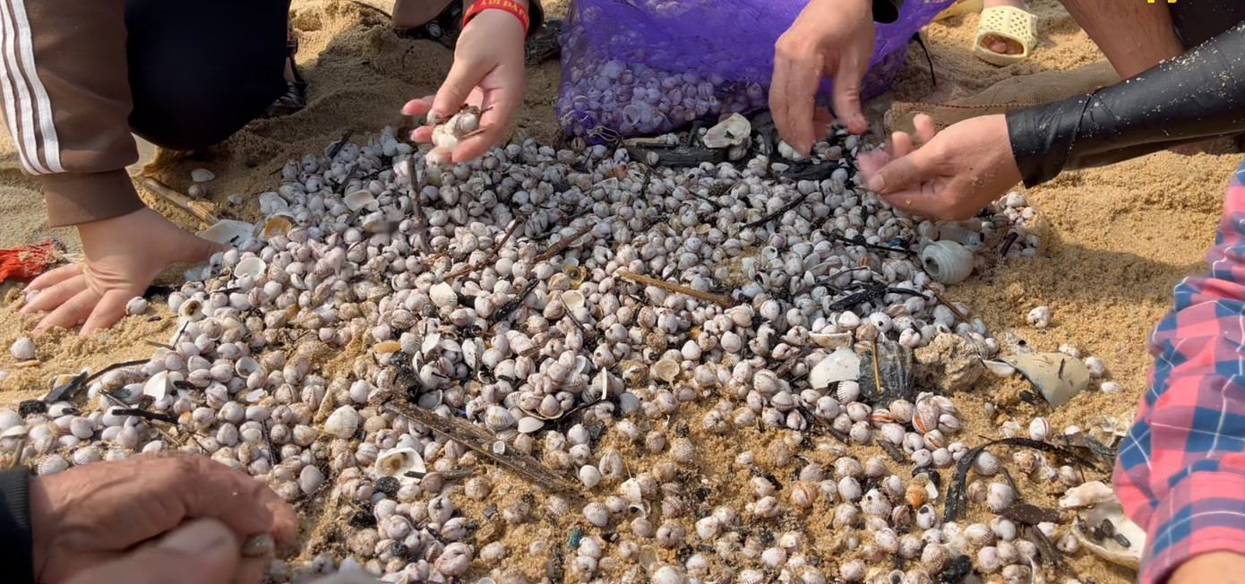 Người dân dùng vợt xúc sò từ dưới biển lên, đổ lên bãi cát. Sau đó, họ nhặt những con còn sống và phân loại sò để mang về.