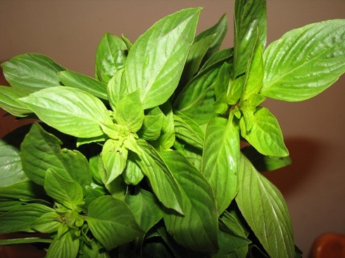 Cây húng láng. Ảnh: Internet Cây húng láng