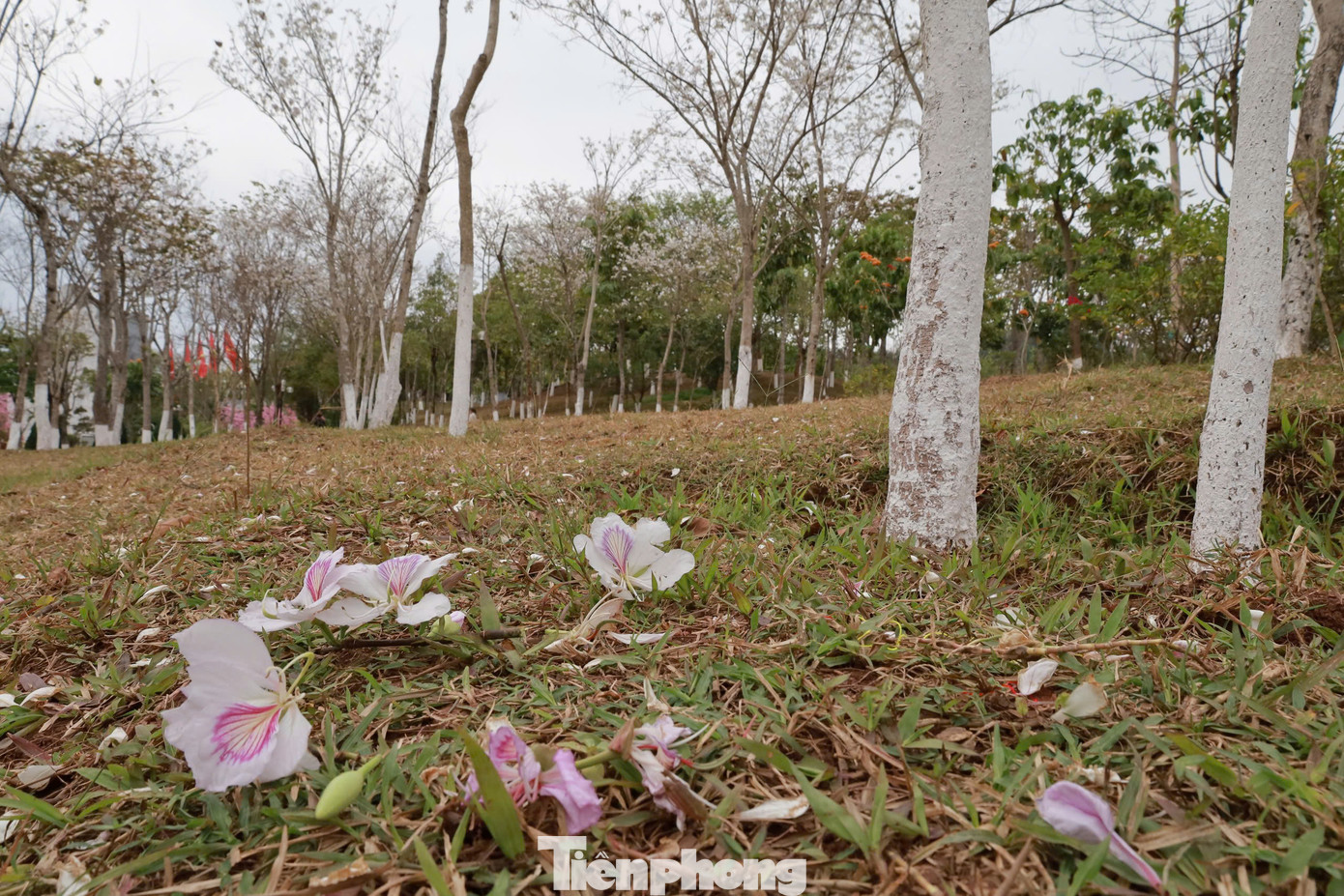 Hiện nay hoa ban đang nở rộ, một số cây đã bắt đầu rụng hoa.