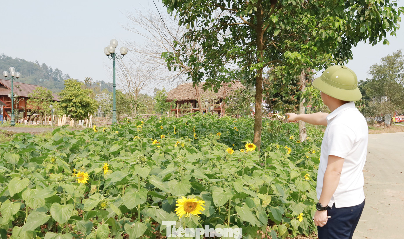 Hoa hướng dương chuẩn bị nở rộ đón lễ Giỗ Tổ Hùng Vương và Tuần Văn hóa - Du lịch đất Tổ năm Ất Tỵ - 2025.