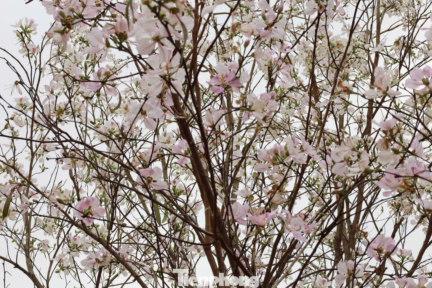 Ngoài màu trắng, nhiều cây hoa ban ở đây có màu phớt hồng.