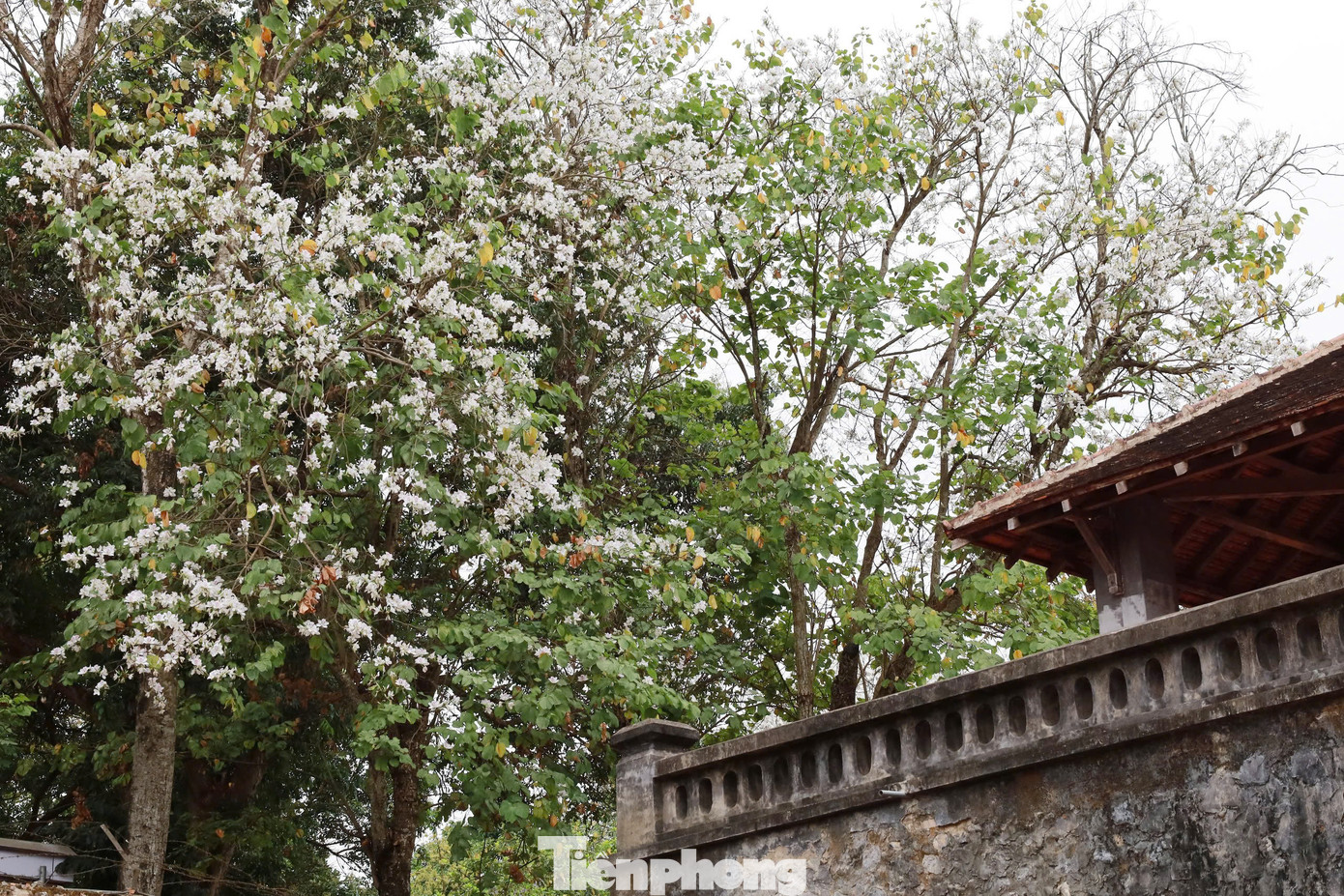 Một cây hoa ban cổ thụ tại Di tích Nhà tù Sơn La.
