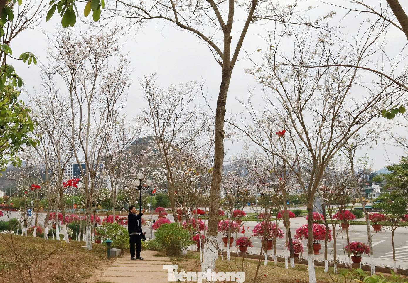 Ngoài màu trắng, nhiều cây hoa ban ở đây có màu phớt hồng.
