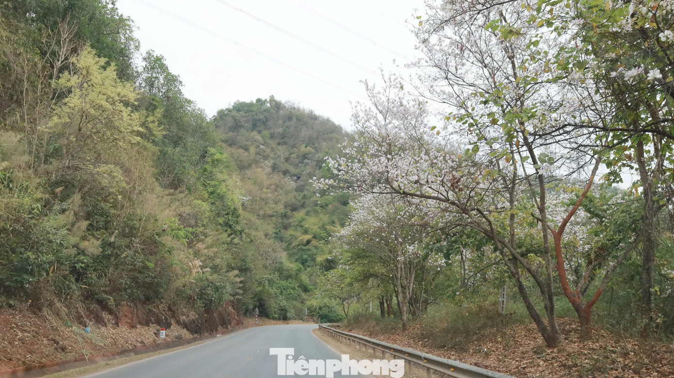 Ngoài các cây được trồng làm cảnh quan trong thành phố, dọc các cung đường, trên các triền núi vẫn có rất nhiều hoa ban mọc tự nhiên hoặc người dân trồng. Các ảnh trên là hoa ban dọc quốc lộ 6, đoạn qua đèo Mộc Châu, Sơn La.