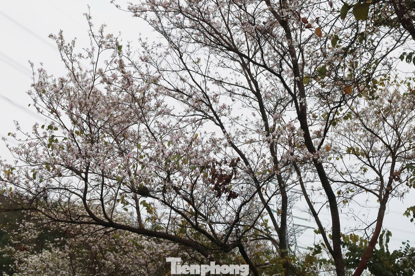 Ngoài các cây được trồng làm cảnh quan trong thành phố, dọc các cung đường, trên các triền núi vẫn có rất nhiều hoa ban mọc tự nhiên hoặc người dân trồng. Các ảnh trên là hoa ban dọc quốc lộ 6, đoạn qua đèo Mộc Châu, Sơn La.