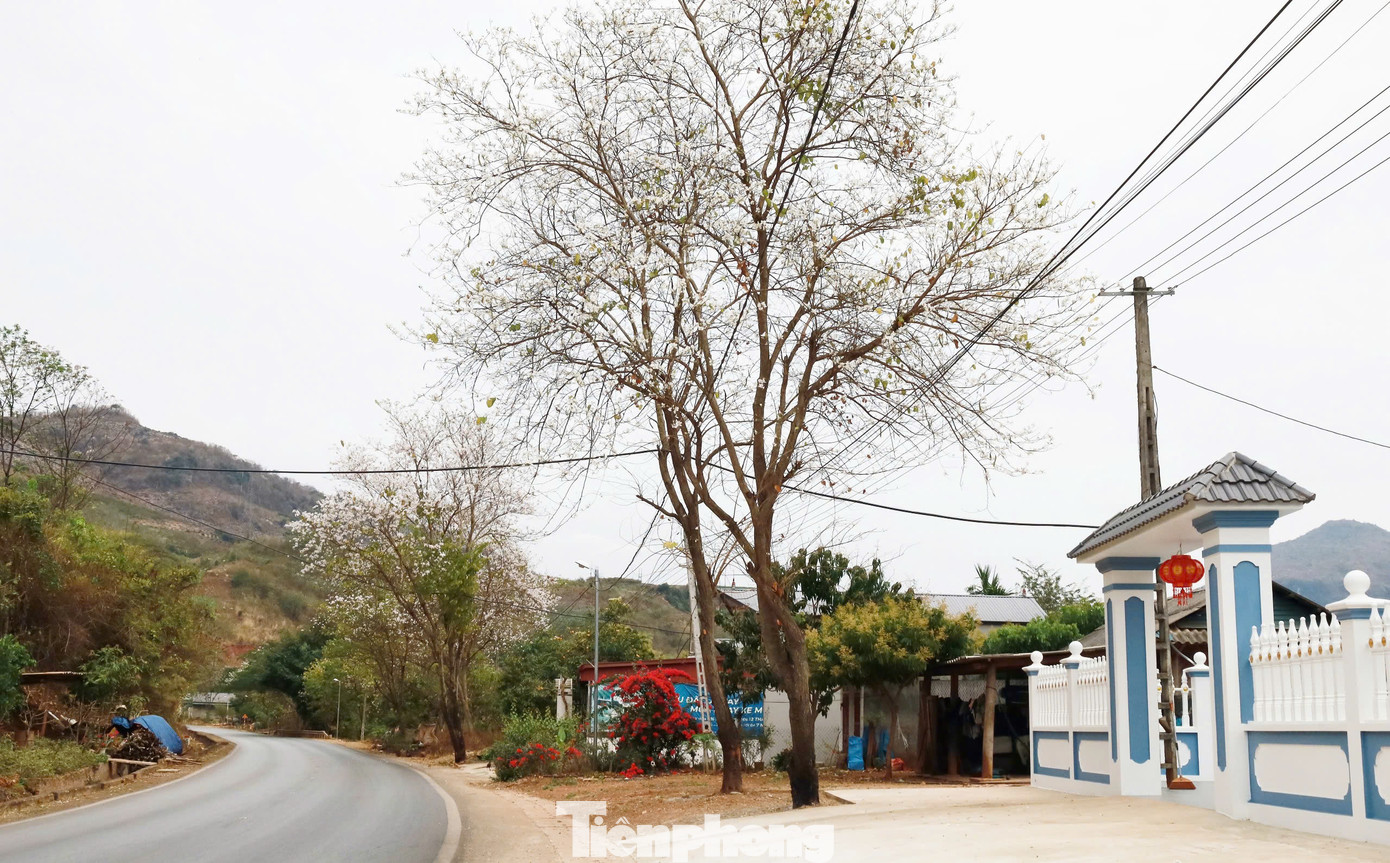 Ngoài các cây được trồng làm cảnh quan trong thành phố, dọc các cung đường, trên các triền núi vẫn có rất nhiều hoa ban mọc tự nhiên hoặc người dân trồng. Các ảnh trên là hoa ban dọc quốc lộ 6, đoạn qua đèo Mộc Châu, Sơn La.