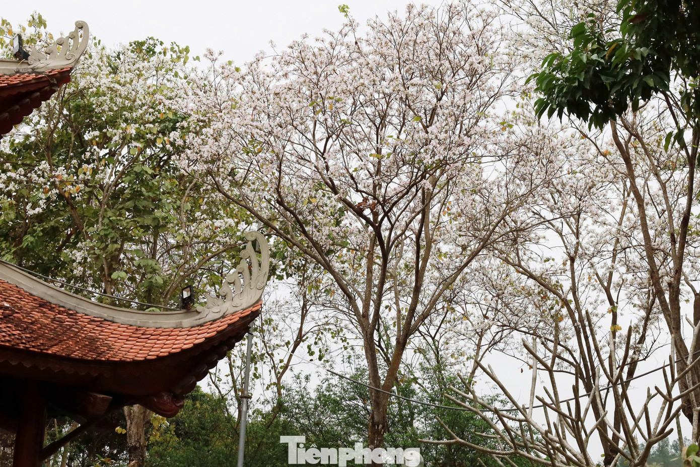 Bà con vùng cao coi hoa ban như nông lịch của mình. Họ phát nương vào lúc hoa nở và tra hạt vào lúc hoa tàn. Trong ảnh là vườn hoa ban trồng tập trung trên đồi ở phía sau quảng trường Tây Bắc. Trong ảnh là những cây hoa ban cổ thụ, lâu năm tại khu di tích Nhà tù Sơn La