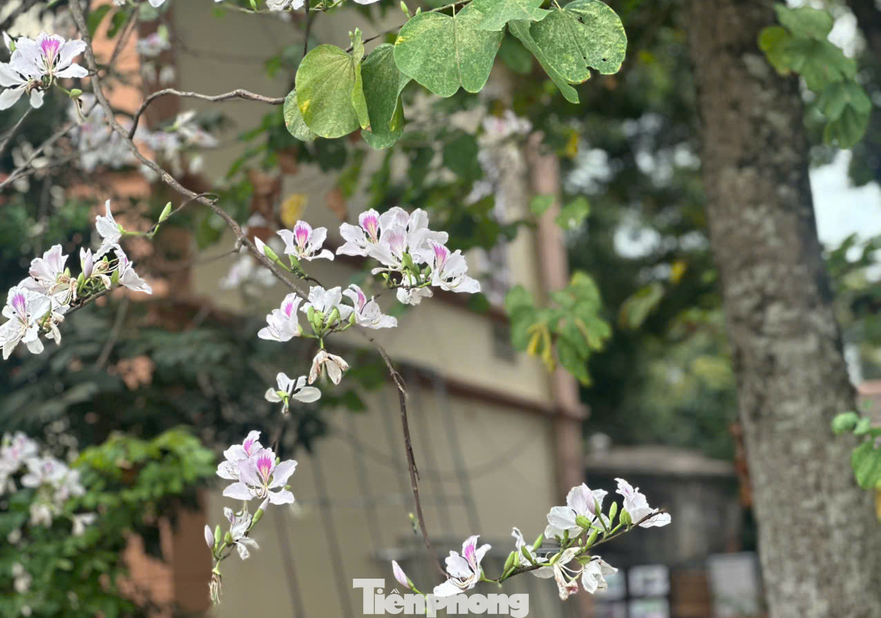 Đối với người dân tộc Thái, hoa ban tượng trưng cho sự thuần khiết và tình yêu trong sáng.