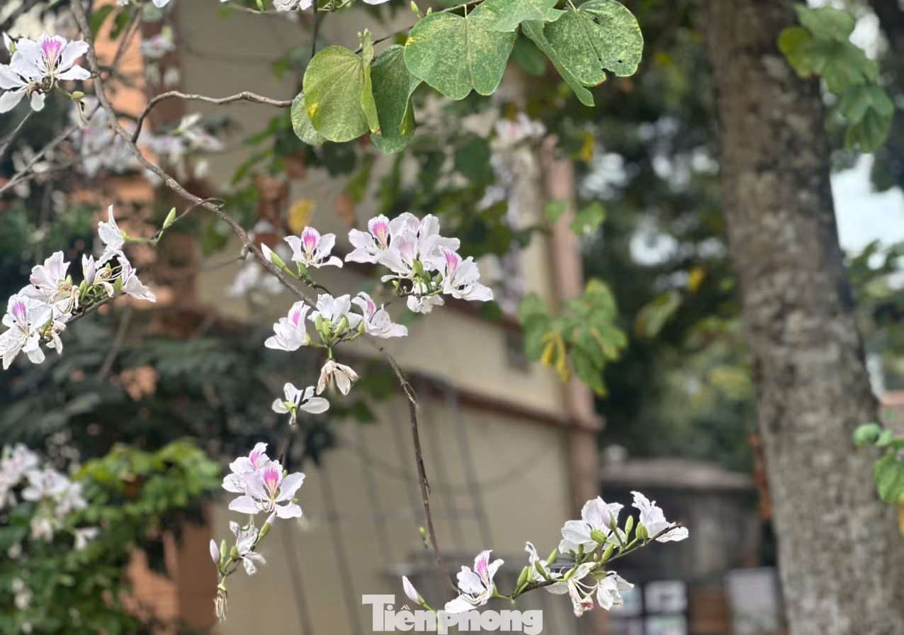 Đối với người dân tộc Thái, hoa ban tượng trưng cho sự thuần khiết và tình yêu trong sáng.