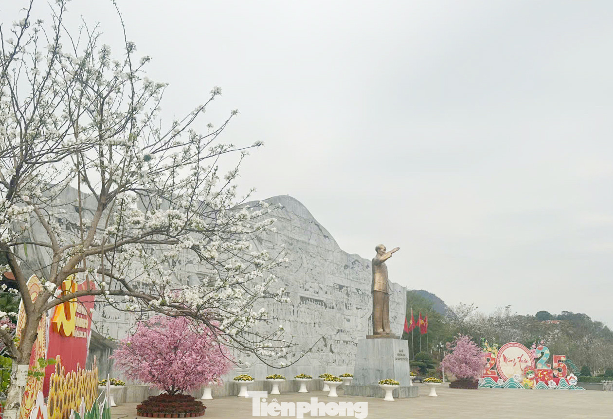 Hoa ban theo tiếng của dân tộc Thái, có nghĩa là hoa ngọt. Hoa nở rộ nhất và đẹp nhất là đầu tháng ba, đến đầu tháng tư thì hoa bắt đầu tàn. Trong ảnh là cây ban trắng trồng ở Quảng trường Tây Bắc, cạnh tượng đài Bác Hồ và đồng bào các dân tộc Tây Bắc tại trung tâm thành phố Sơn La. Cây hoa ban này nở trắng như bông, hoa dày, bông to, lá trút hết khi hoa bung nở.