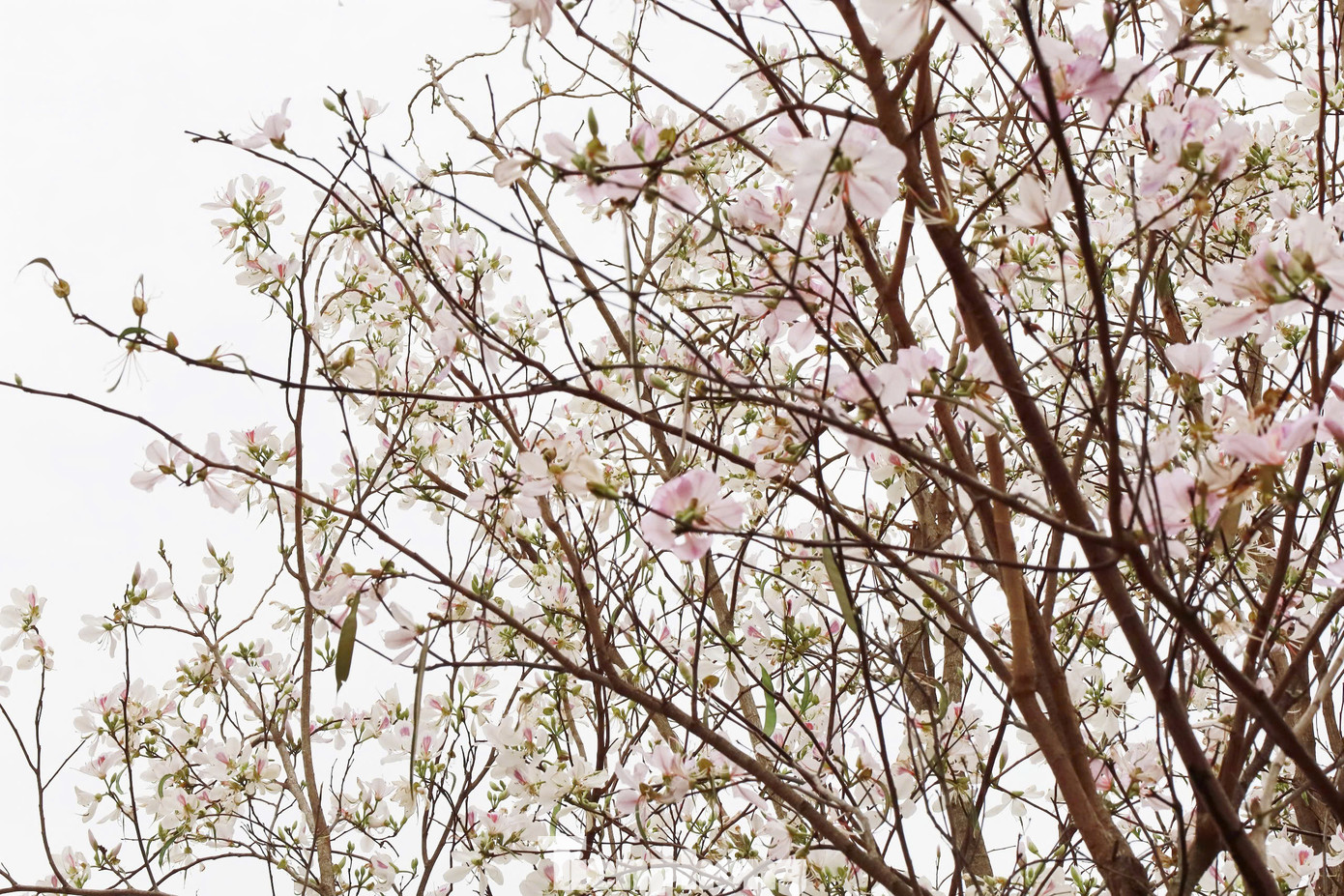 Ngoài màu trắng, nhiều cây hoa ban ở đây có màu phớt hồng.