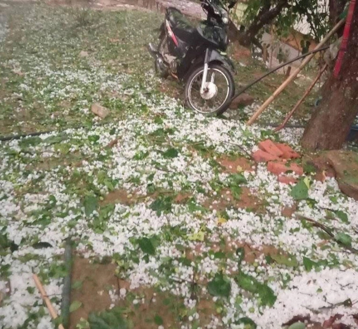 Mưa đá gây thiệt hại nhiều diện tích hoa màu của người dân. Mưa đá gây thiệt hại nhiều diện tích hoa màu của người dân.