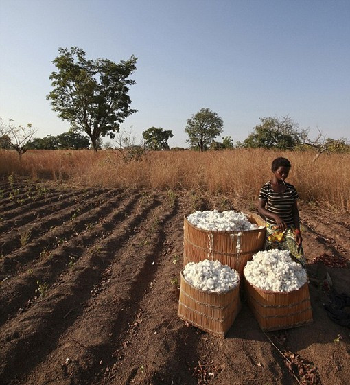 Một em nhỏ thu hoạch bông vải