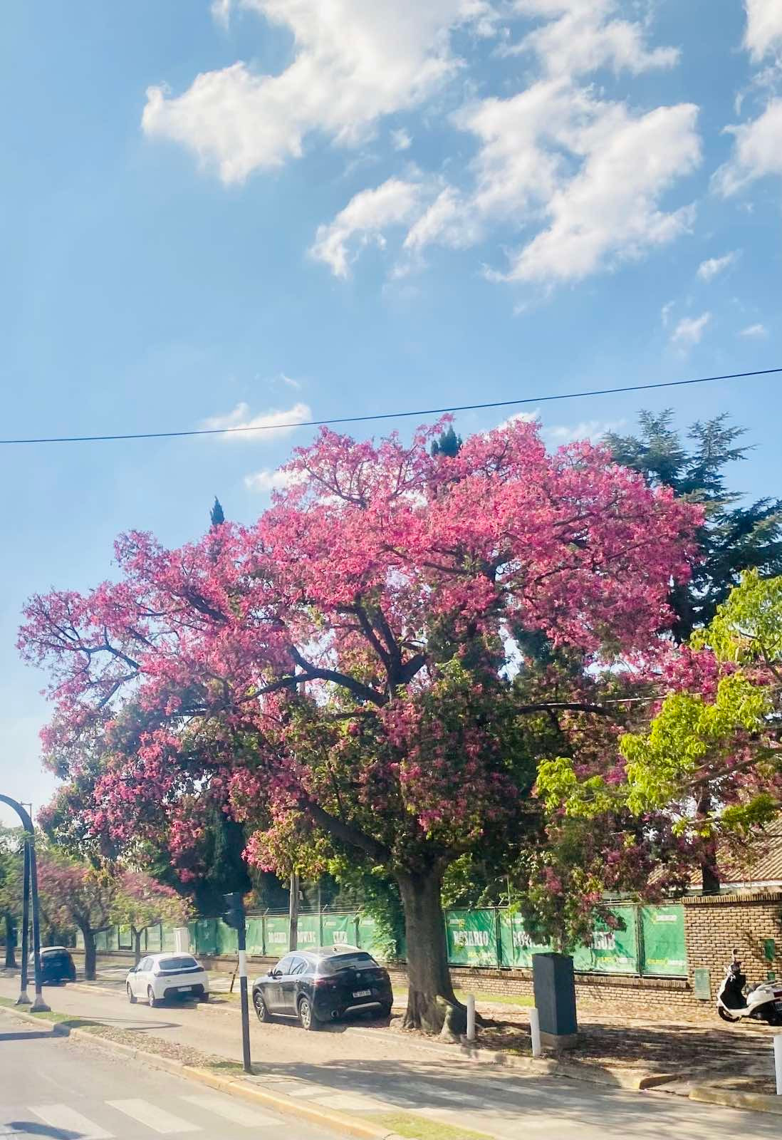 Đường phố rực rỡ sắc hoa.