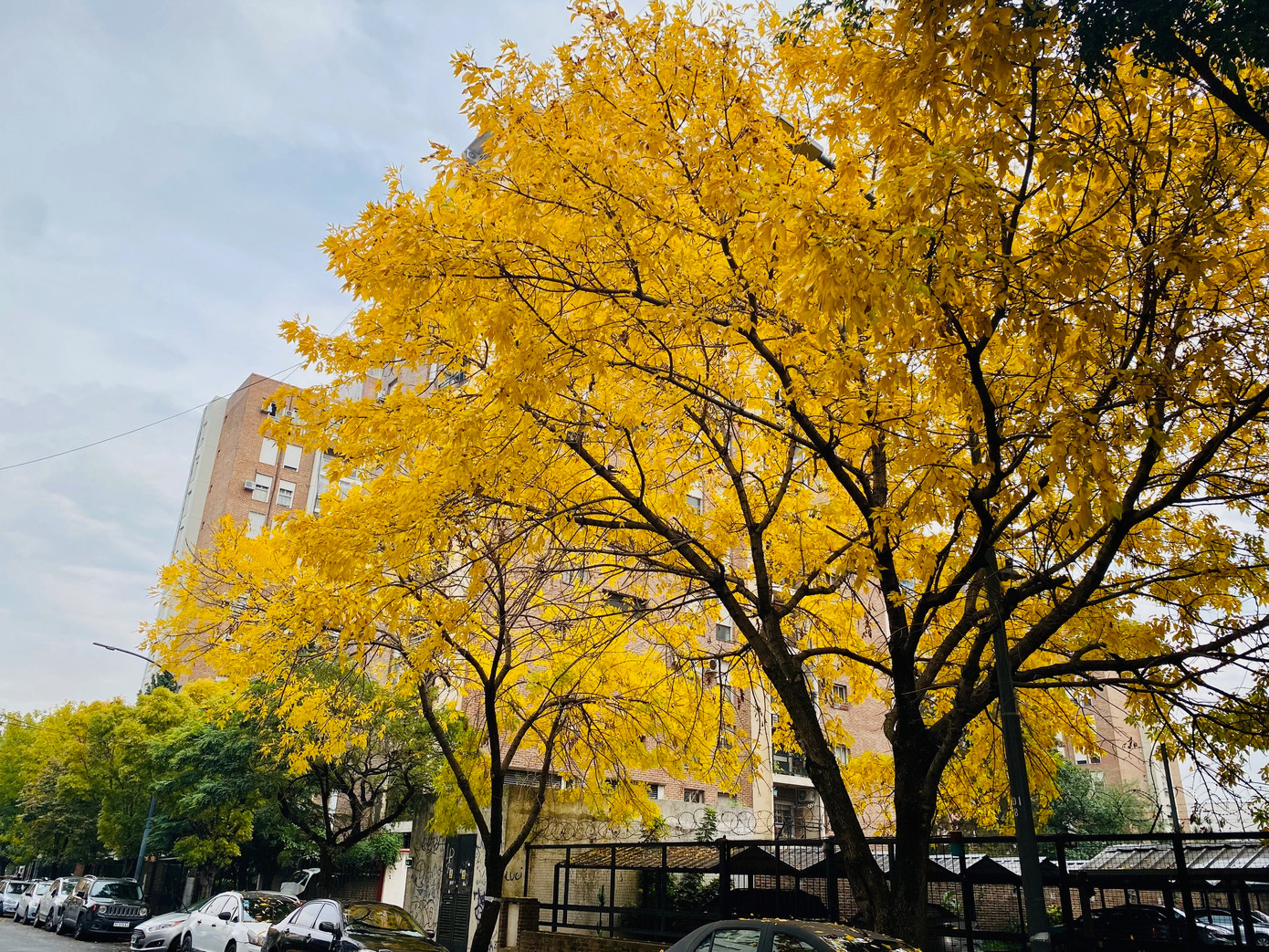 Cây Paraiso vàng lá cuối tháng 4.